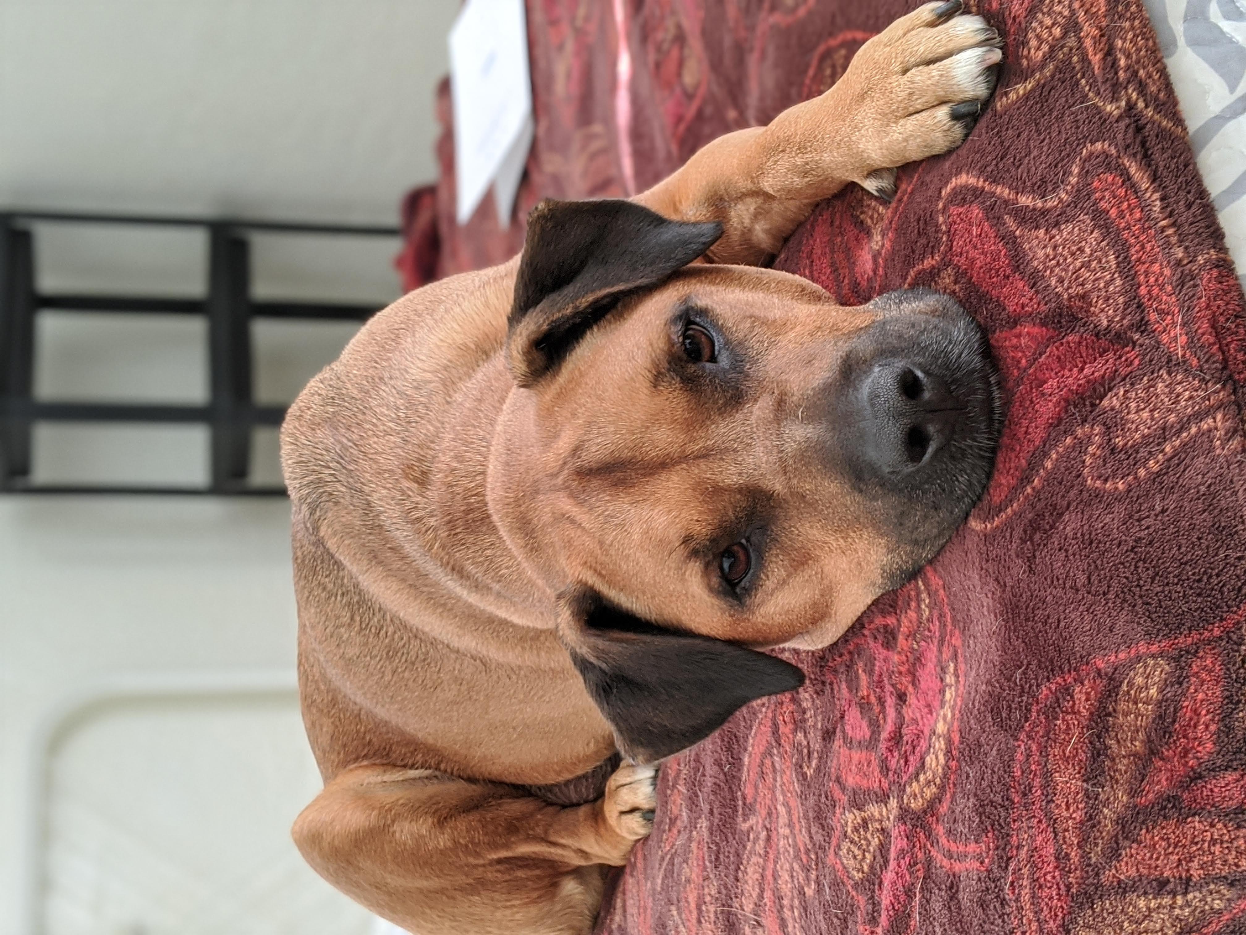 A brown mutt named Abby looking longingly into the camera