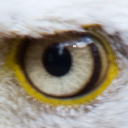 eagle eye